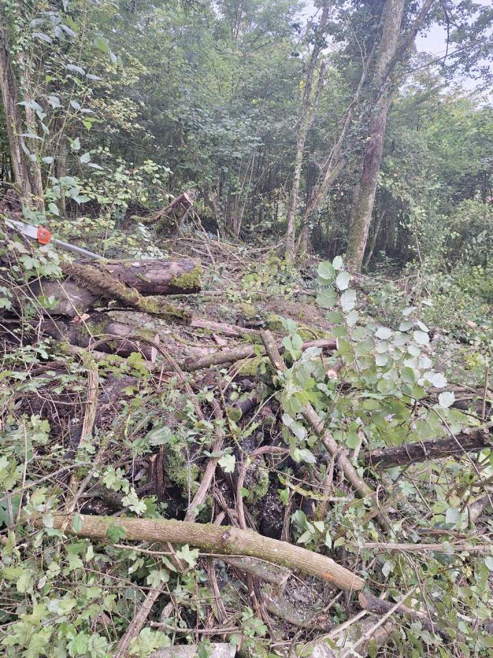 Abattage arbre Nancy