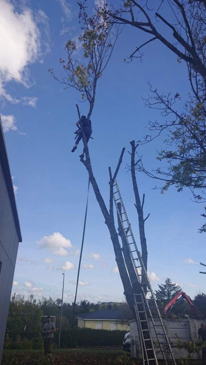 Élagueur en intervention Nancy