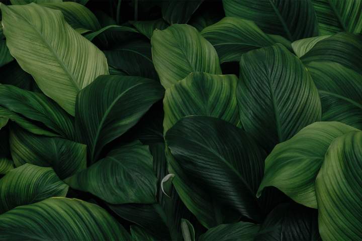 Travaux d'abattage Nancy