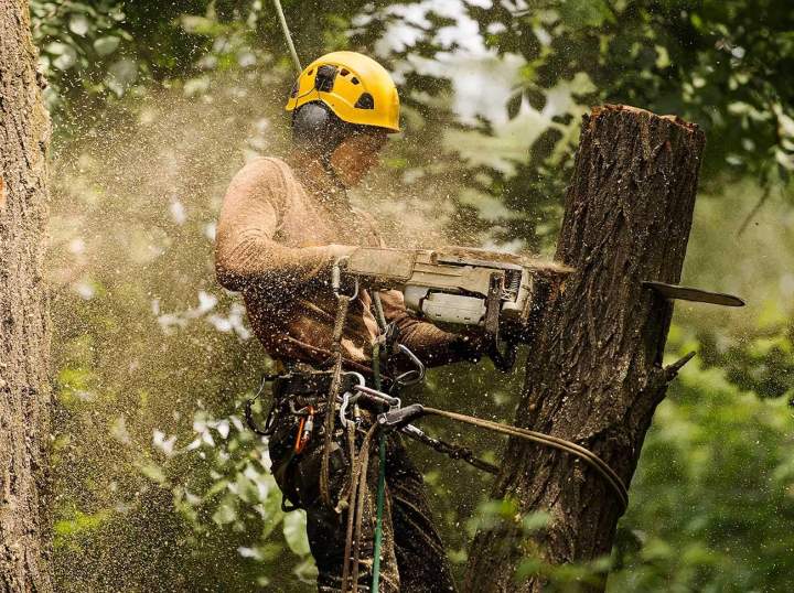 Solutions professionnelles pour tous types d'arbres