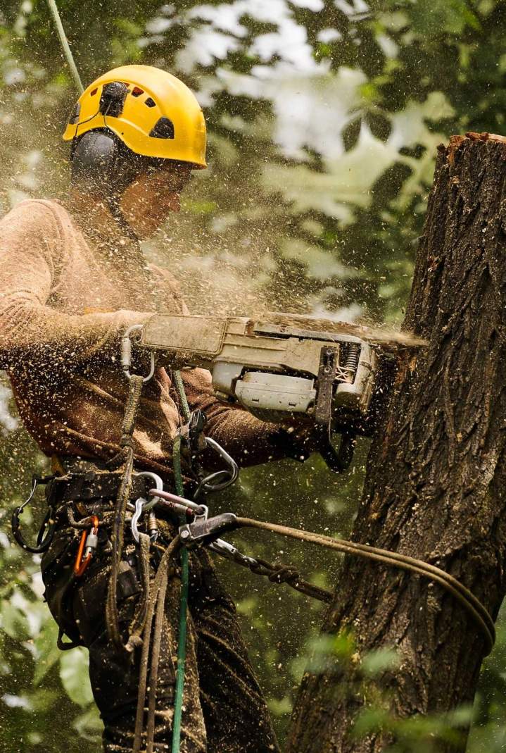 Abattage arbres de toute taille Nancy