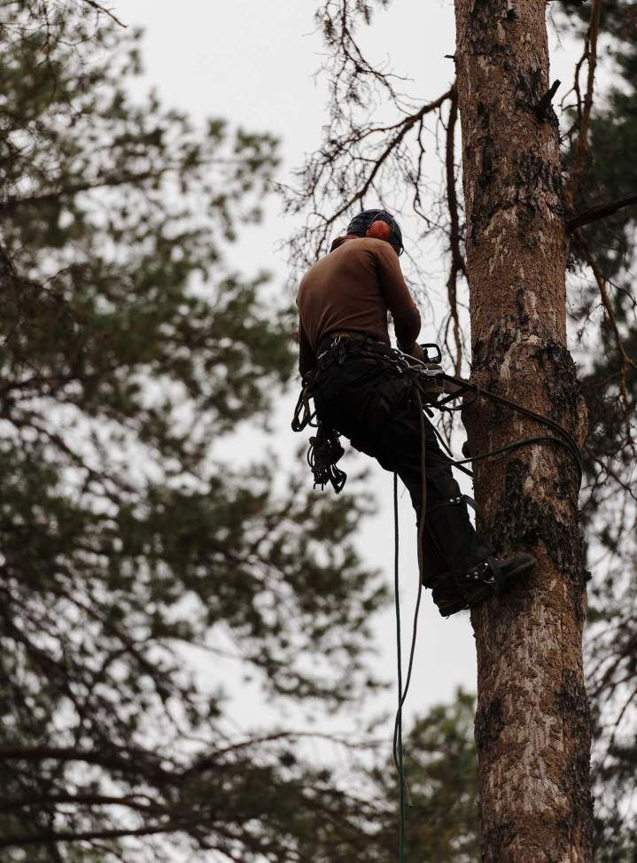 Élagueur professionnel Nancy