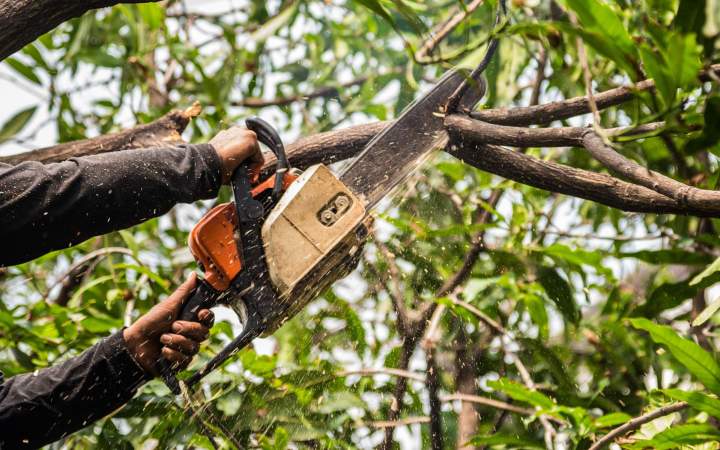 Élagage en hauteur Nancy